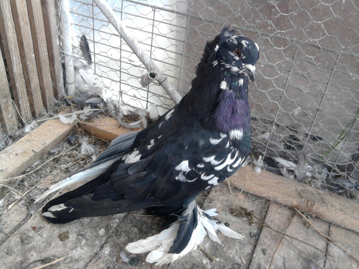 Fotografie1138 - 21-Pui Urias Maghiar 2010