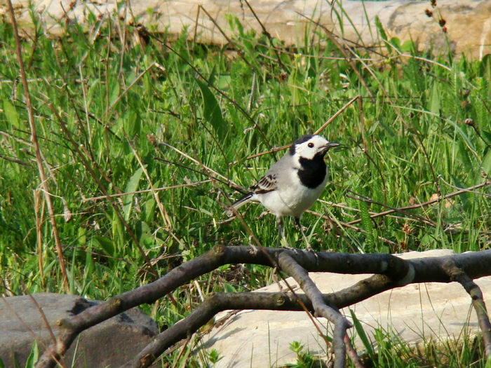 cotorobatura - FAUNA