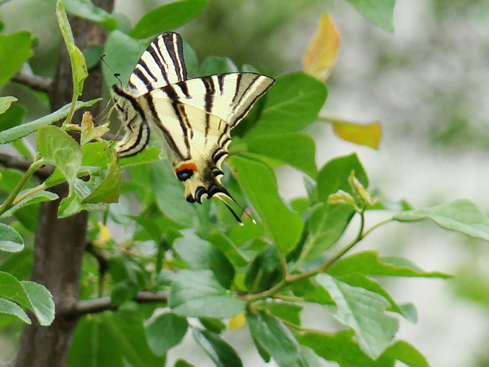 Coada Randunicii - FAUNA