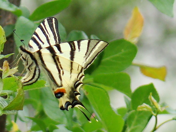 Coada Randunicii - FAUNA