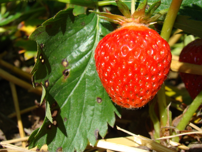 DSC06987 - FRUCTE de PADURE