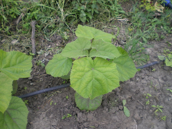 Evolutia in camp - Paulownia