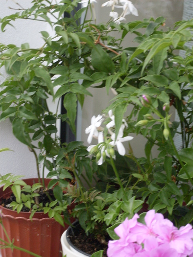 jasmin opolianthum - polyanthum