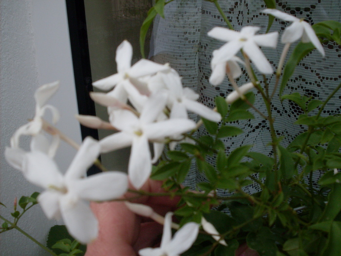 jasmin1 - polyanthum