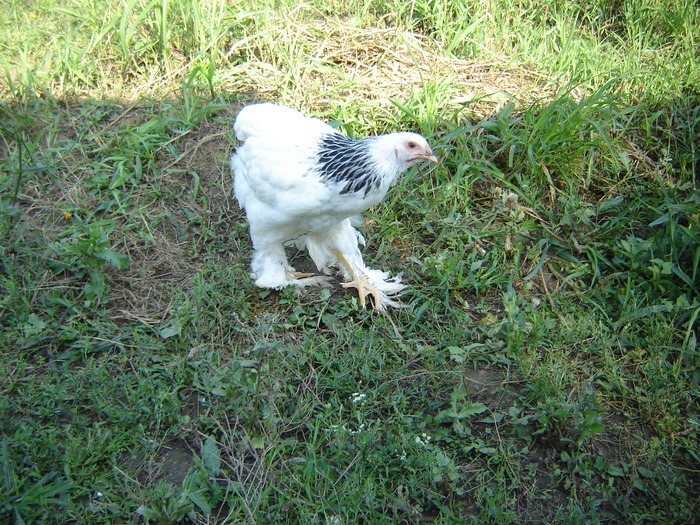 DSC06753 - 2010