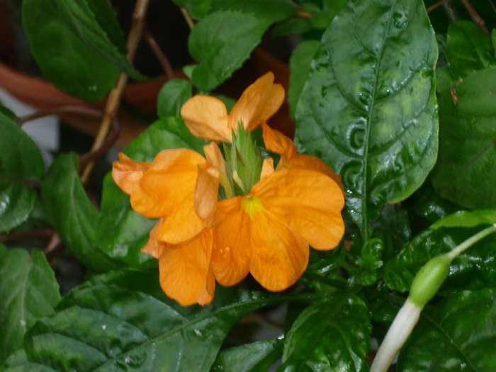 Crosandra - Florile mele din balcon