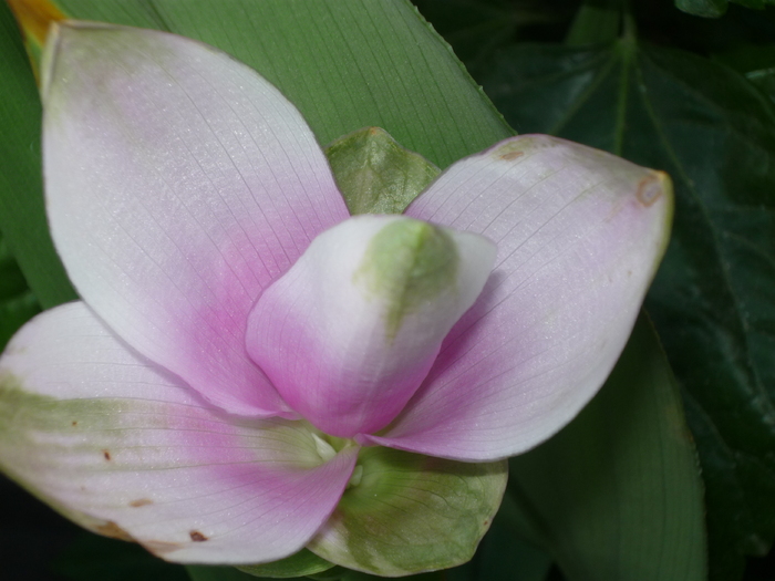 Curcuma 1 - Florile mele din balcon