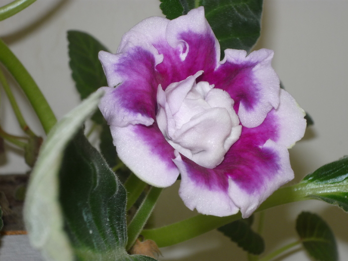 Gloxinia - Florile mele din balcon