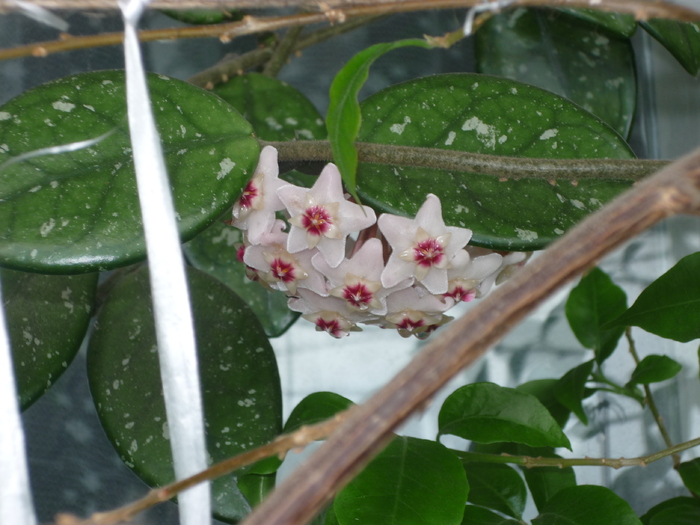 Hoya - Florile mele din balcon