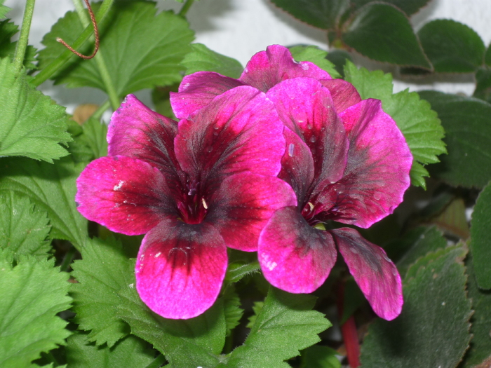 Muscata - Florile mele din balcon