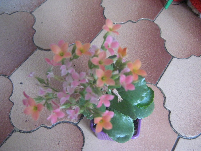 Picture 181 - kalanchoe