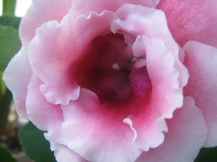 Picture 170 - gloxinie alba dubla cu interior roz 2010-2011