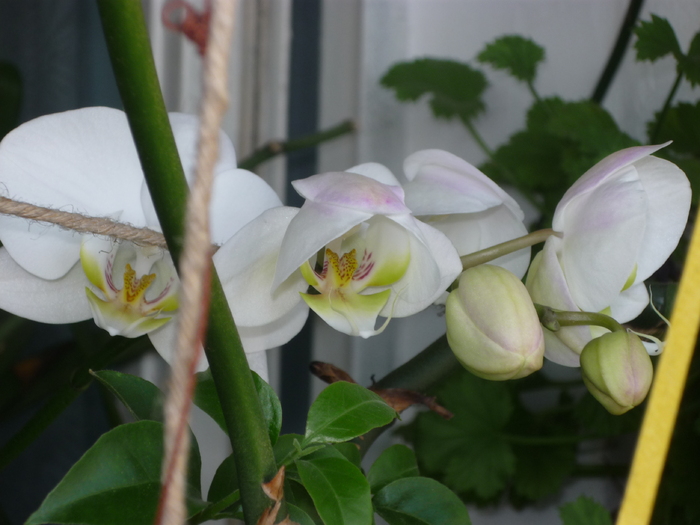 P1030019 - Florile mele din balcon