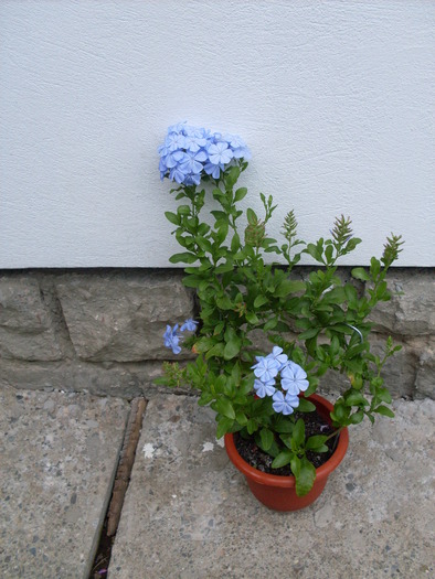 plumbago1 - plumbago