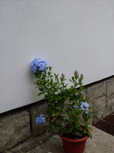 plumbago2 - plumbago