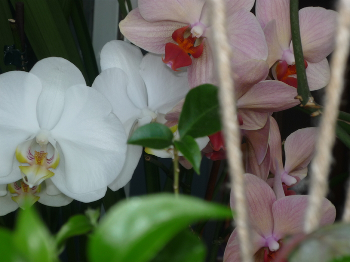 P1030023 - Florile mele din balcon
