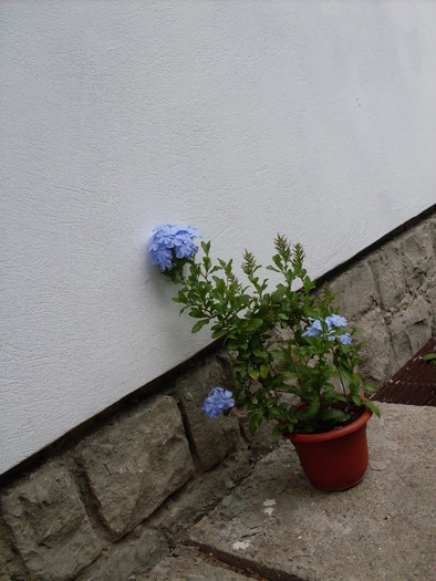 plumbago3 - plumbago