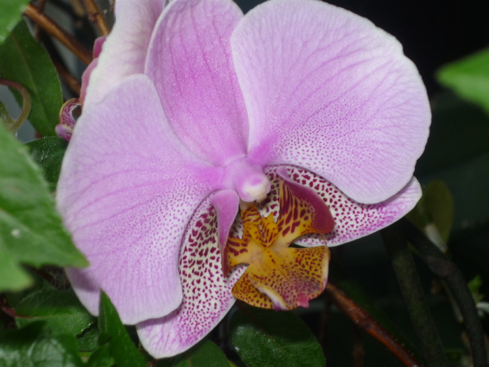 P1030025 - Florile mele din balcon