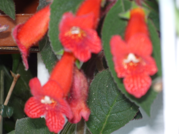 P1030038 - Florile mele din balcon