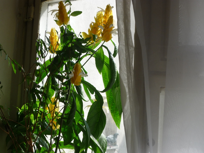 P1030041 - Florile mele din balcon