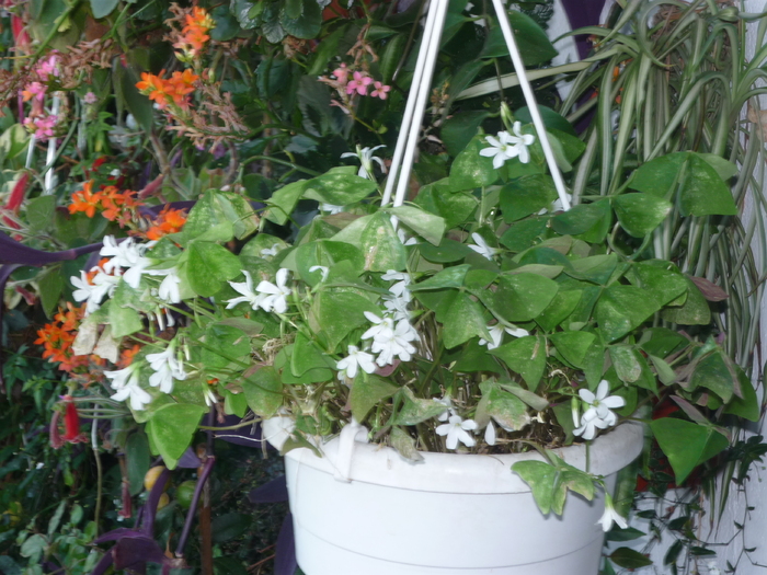 P1030043 - Florile mele din balcon