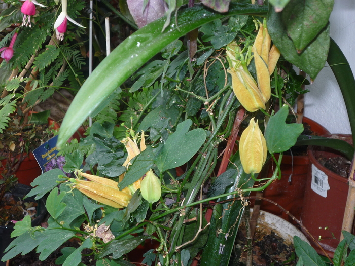P1030047 - Florile mele din balcon