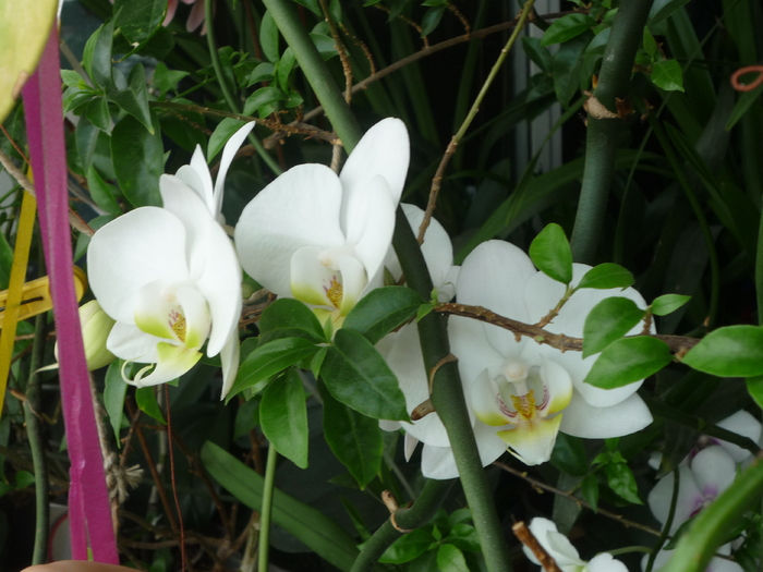 P1030050 - Florile mele din balcon