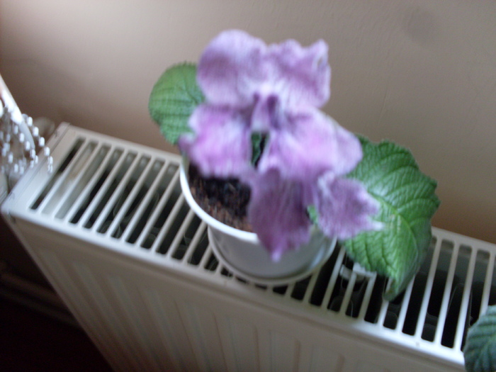 strept.hotodogisu - streptocarpus