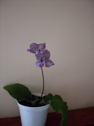 strept.hotodogisu3 - streptocarpus