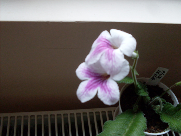 strept.pink leyla - streptocarpus