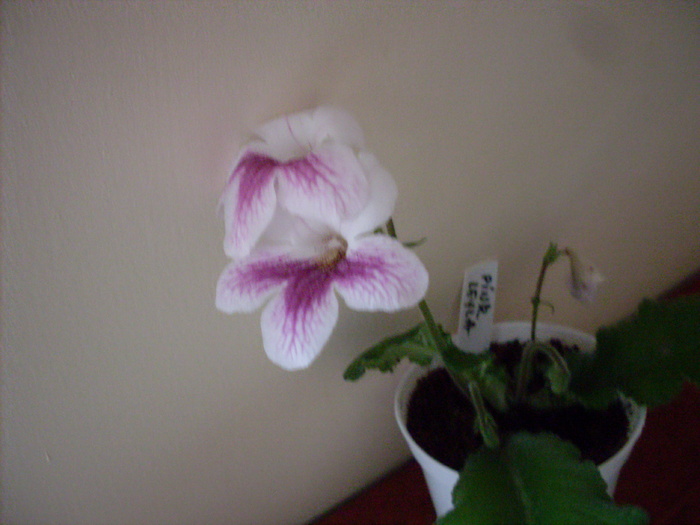 strept.pink leyla1 - streptocarpus