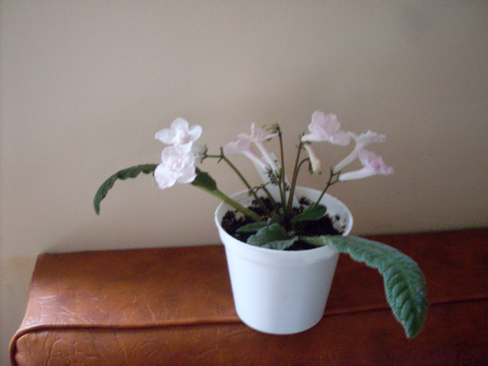 strept.blushing bride - streptocarpus