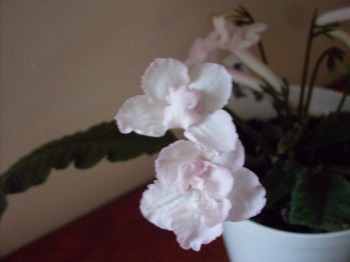 strept.blushing bride1 - streptocarpus