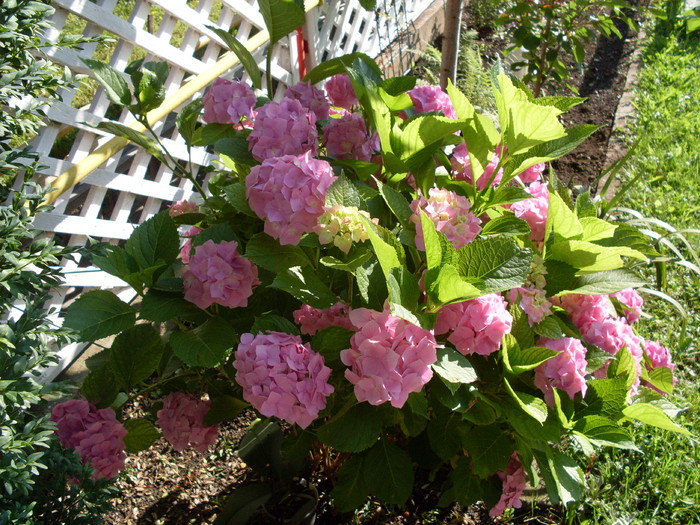 hortensie