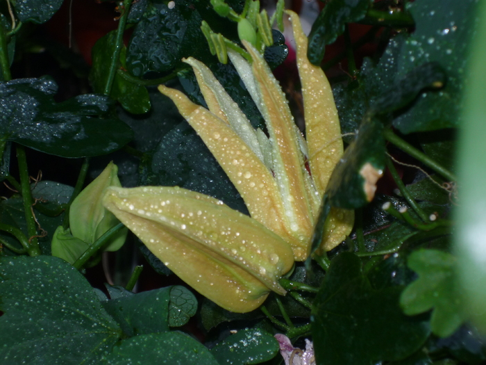 Pasiflora - Florile mele din balcon