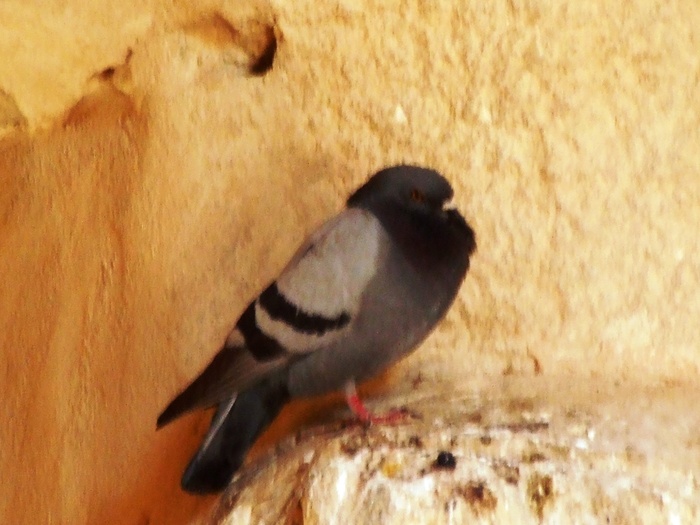 el mouradi sahara 127