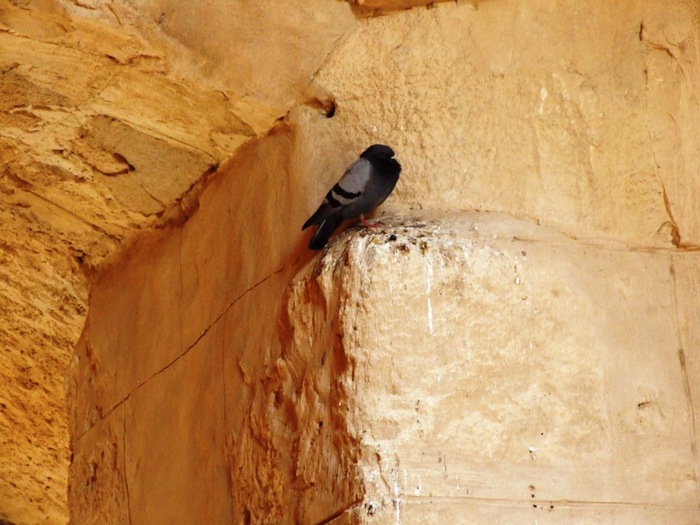 el mouradi sahara 126