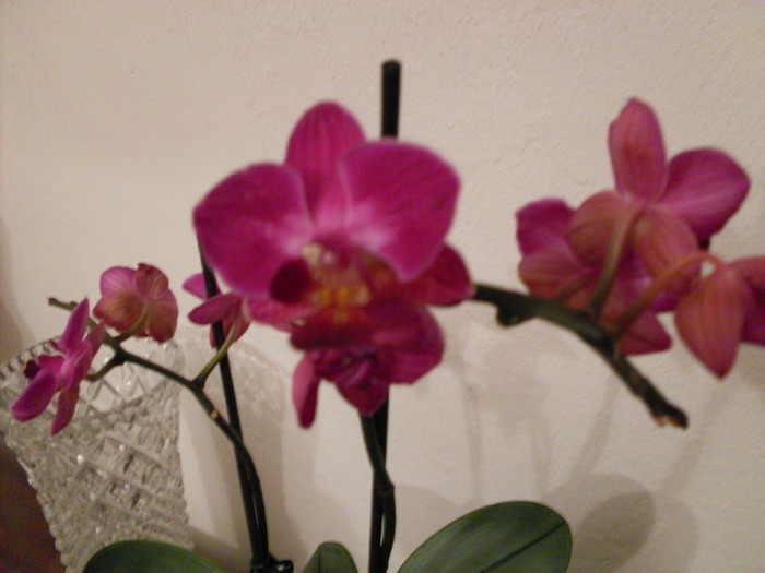 1 - phalaenopsis