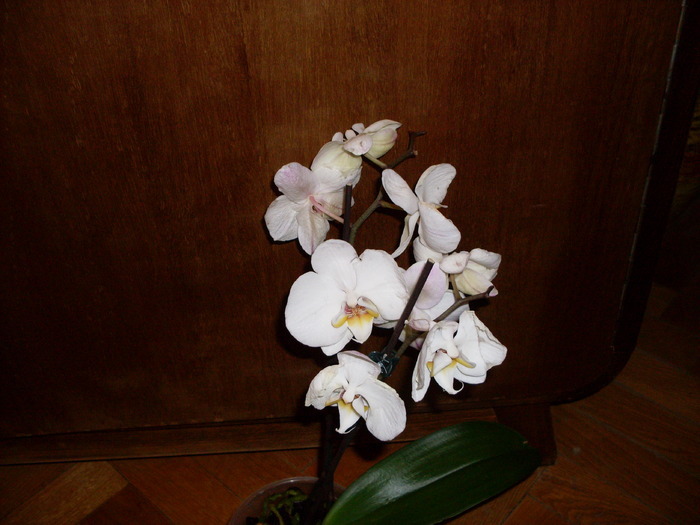 2 - phalaenopsis