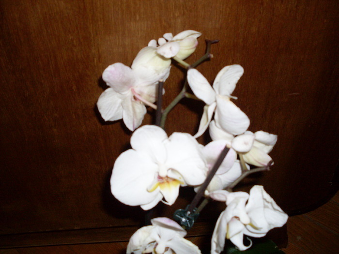 2b - phalaenopsis