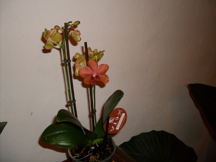 3 - phalaenopsis