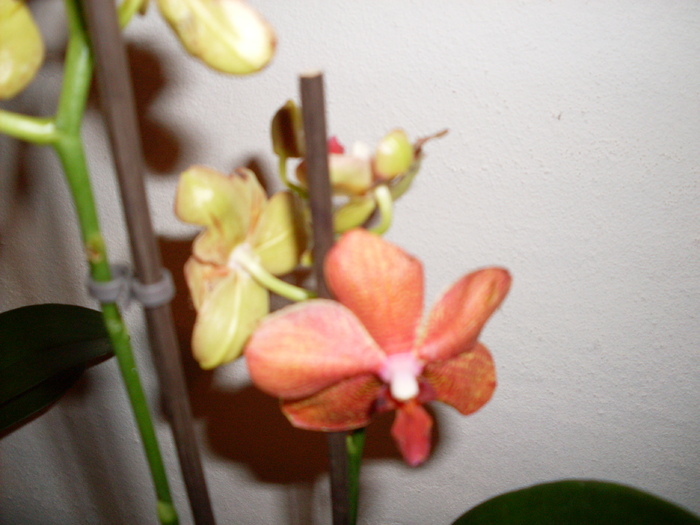 3b - phalaenopsis
