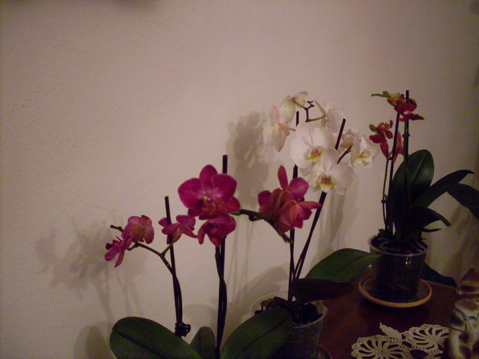 grup - phalaenopsis