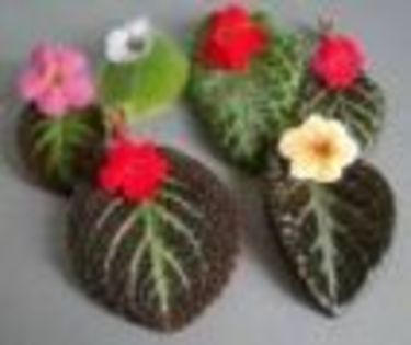 avatar - Episcia