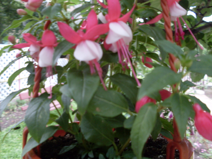 fuchsia1 - fuchsii din piata