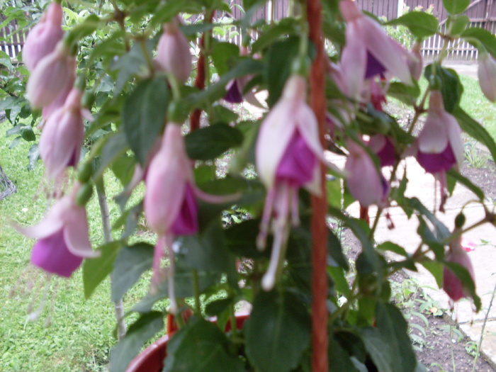 fuchsia3