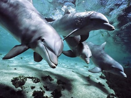 Dolphins - poze frumoase