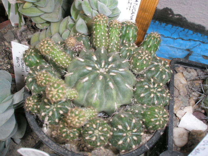 Matucana potzii - colonie