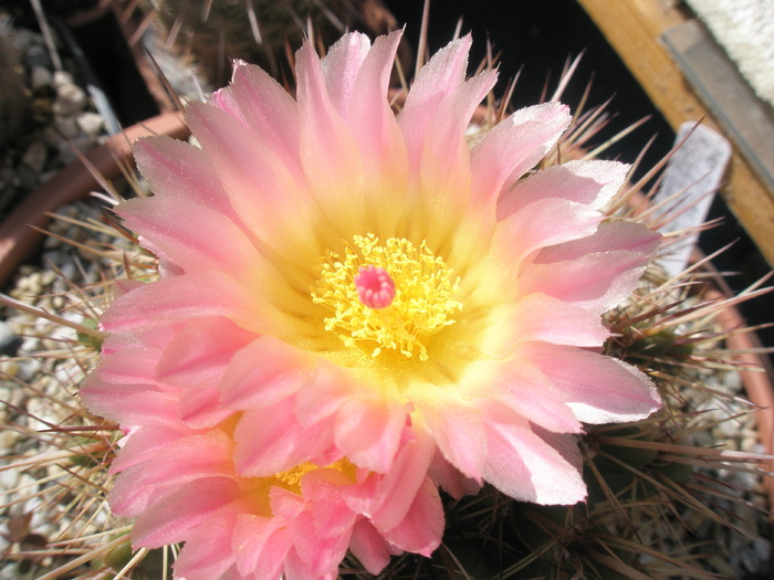 Notocactus roseoluteus - floare 12.07