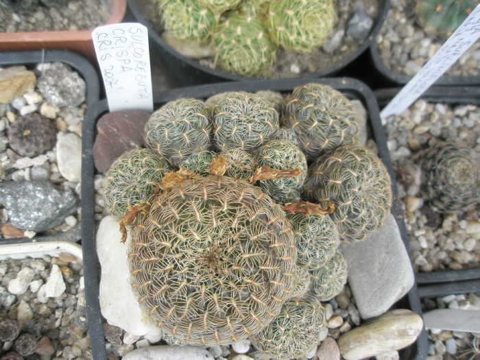 Sulcorebutia crispa - colonie 10.07 - colonii